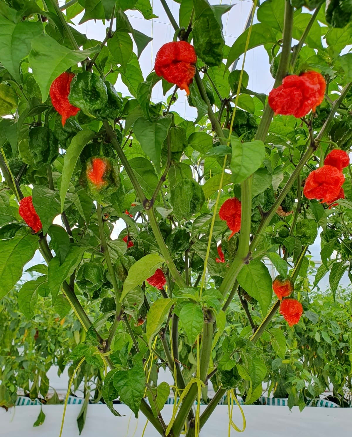 Wicked Hots Wicked-Hots Chillies Red Reapers Growing