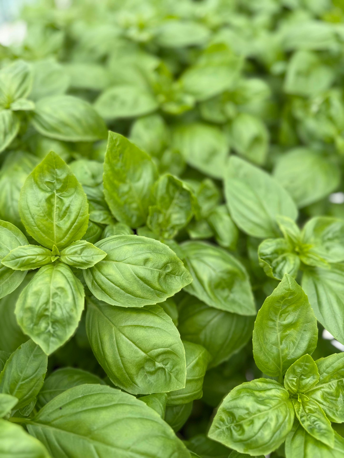 Wicked Hots Fresh Basil Growing
