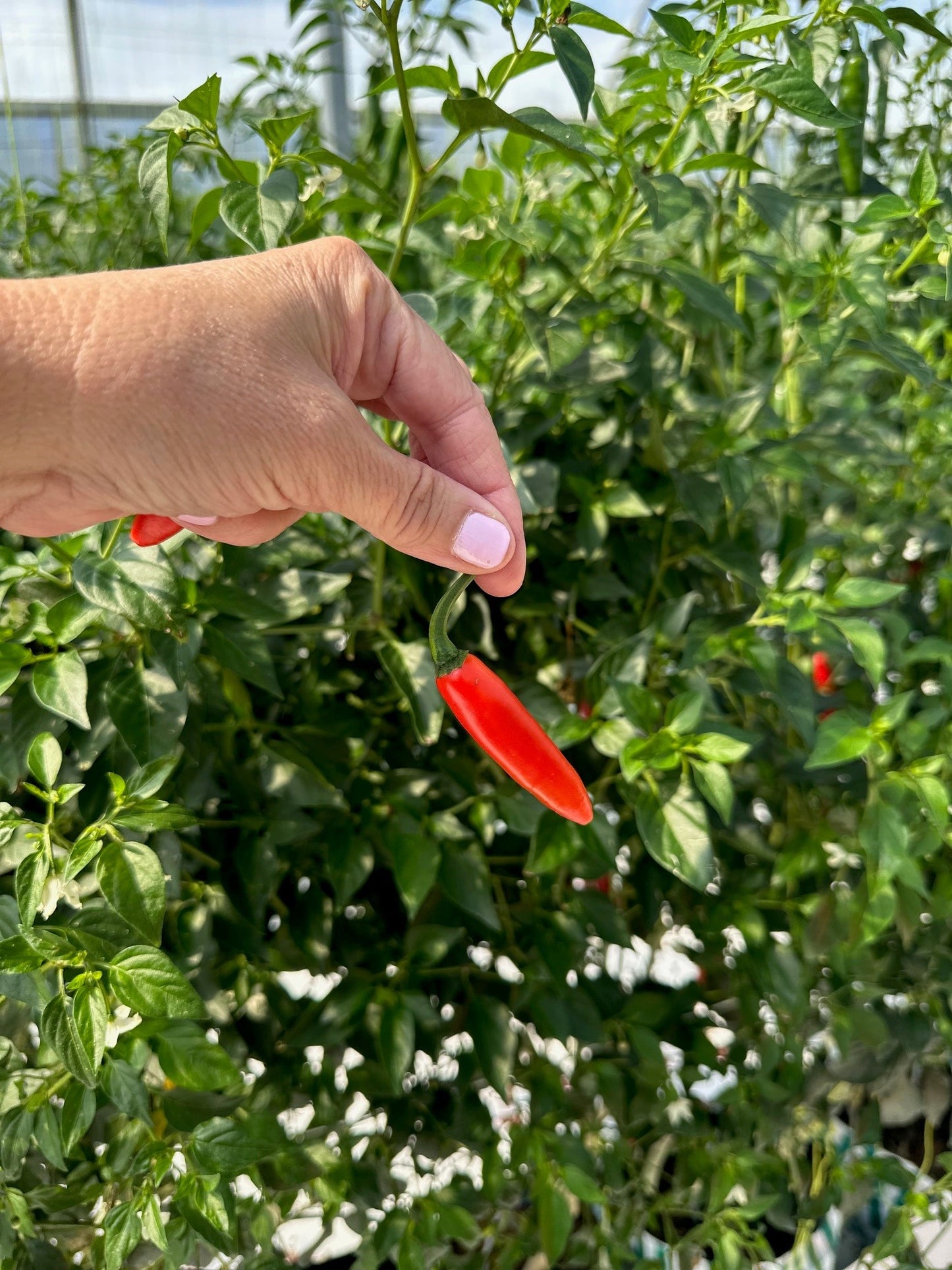 Fresh Serrano Chillies