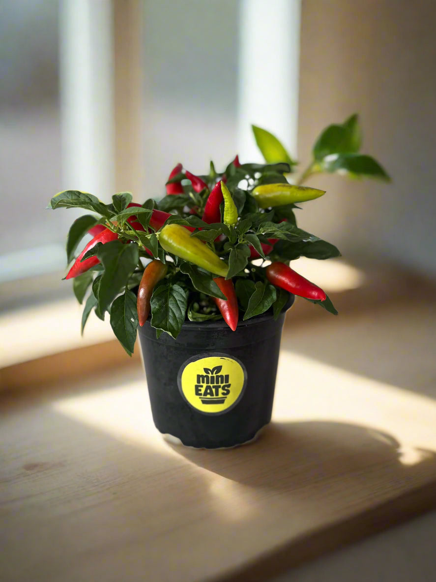 Mini Eats Alter Ego plant in Kitchen Window Sill