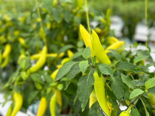 Wicked Hots Fresh Chillies Hungarian Wax On vines