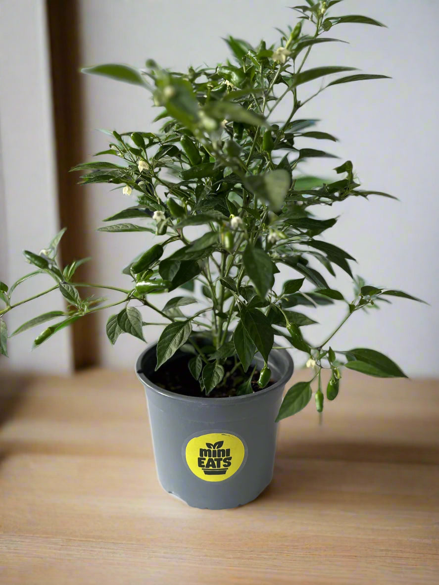 Mini Eats Birds Eye Plant sitting on table