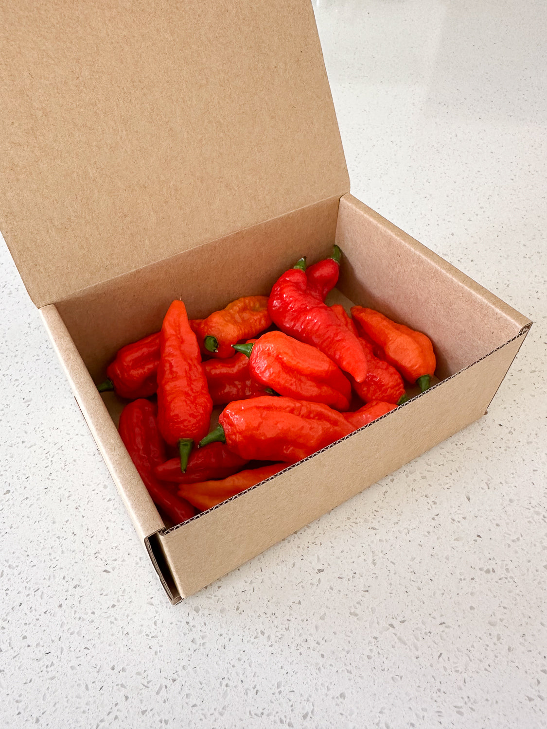 Wicked Hots Wicked-Hots Chillies Red Ghost Peppers in Box