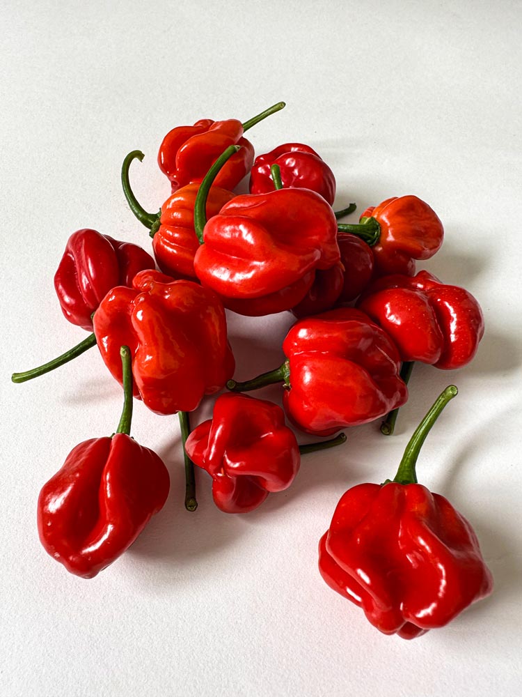 Wicked Hots Wicked-Hots Chillies Habanero Red Bunch