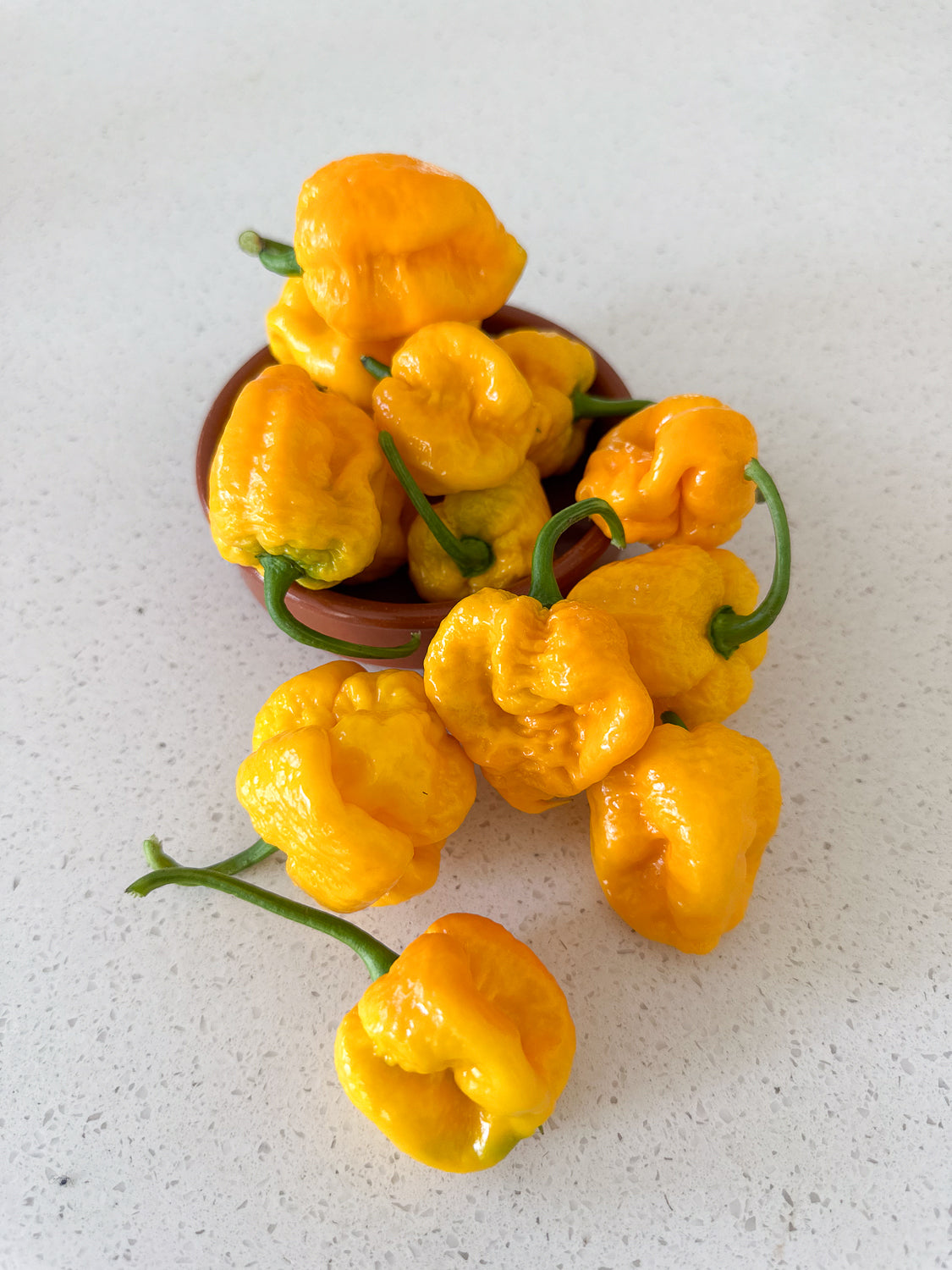 Wicked Hots Wicked-Hots Chillies Yellow Reaper on Bench