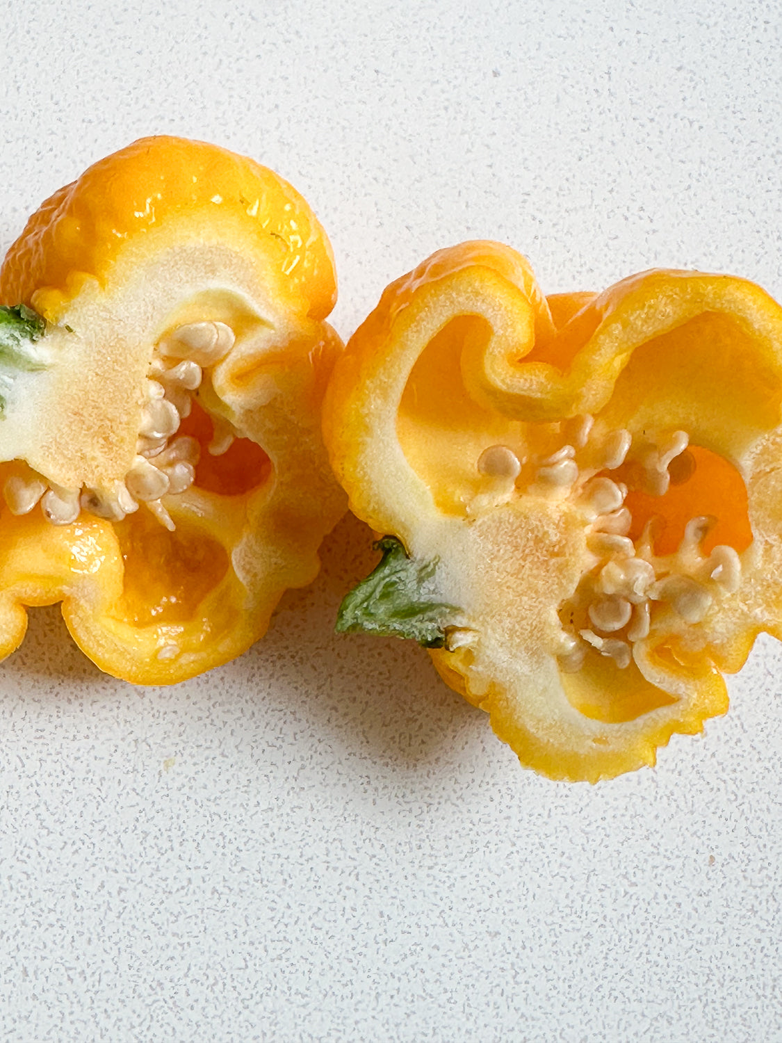 Wicked Hots Wicked-Hots Chillies Yellow Reaper Cut in Half