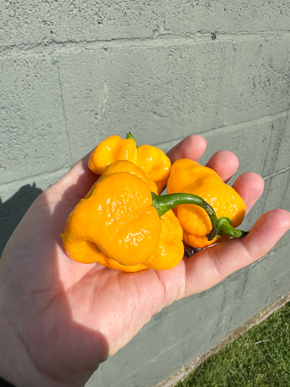 Wicked Hots Wicked-Hots Chillies Yellow Reapers in Hand