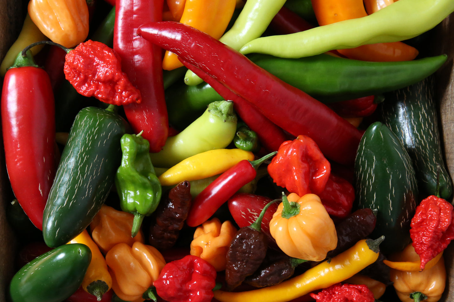 Wicked-Hots Gift Card spicy gift