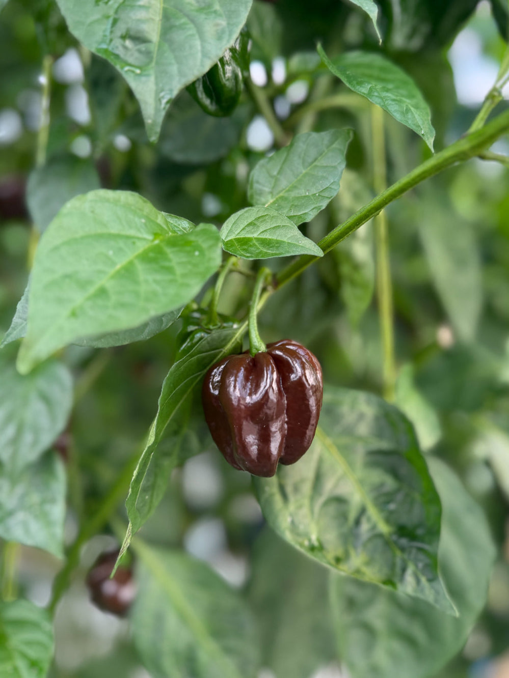 Habanero Chocolate growing