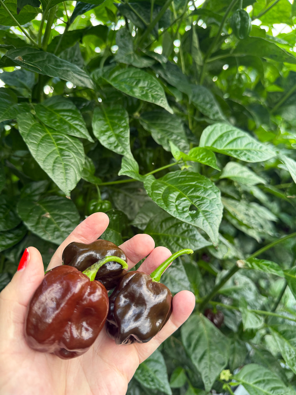 Chocolate Habanero