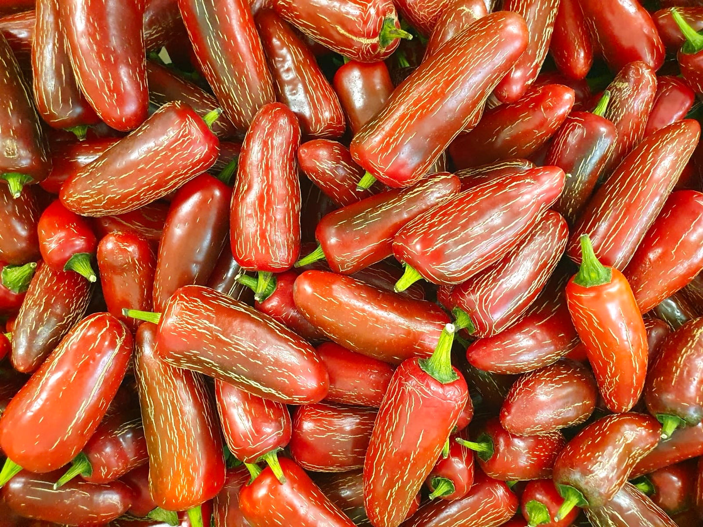 Fresh Jalapenos RED 1KG Wicked Hots