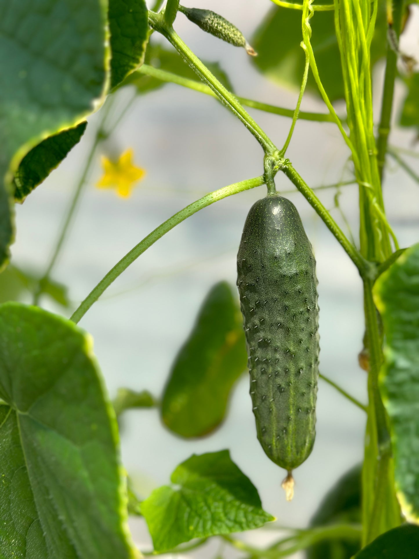 Fresh Pickling Gherkins 500g