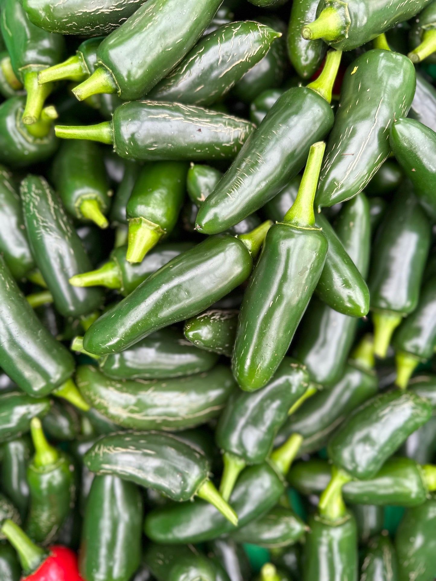 Fresh Jalapeño Chillies – Mild