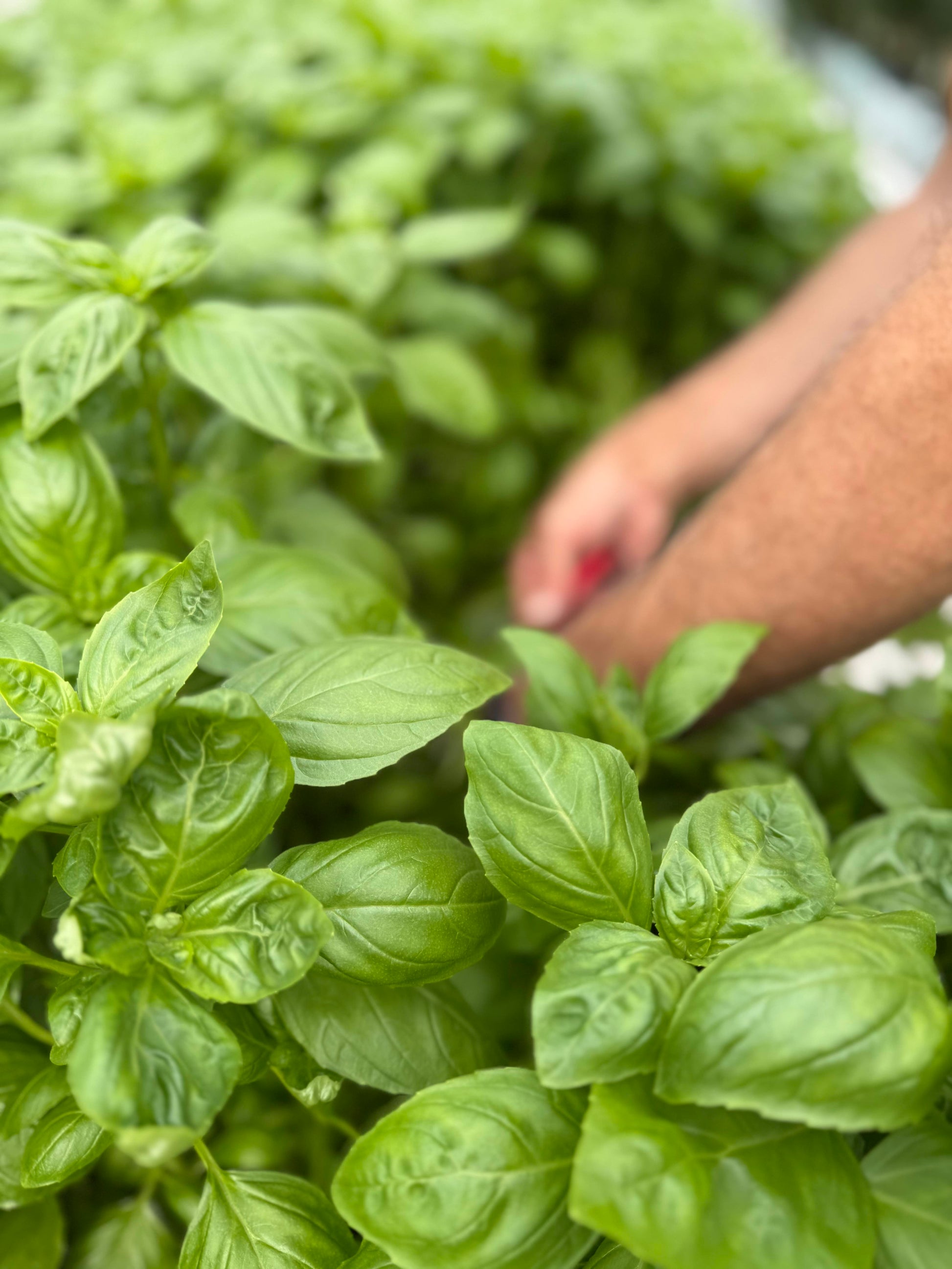 Fresh Grown New Zealand Basil being cut