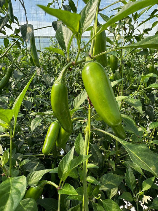 Fresh Serrano Chillies