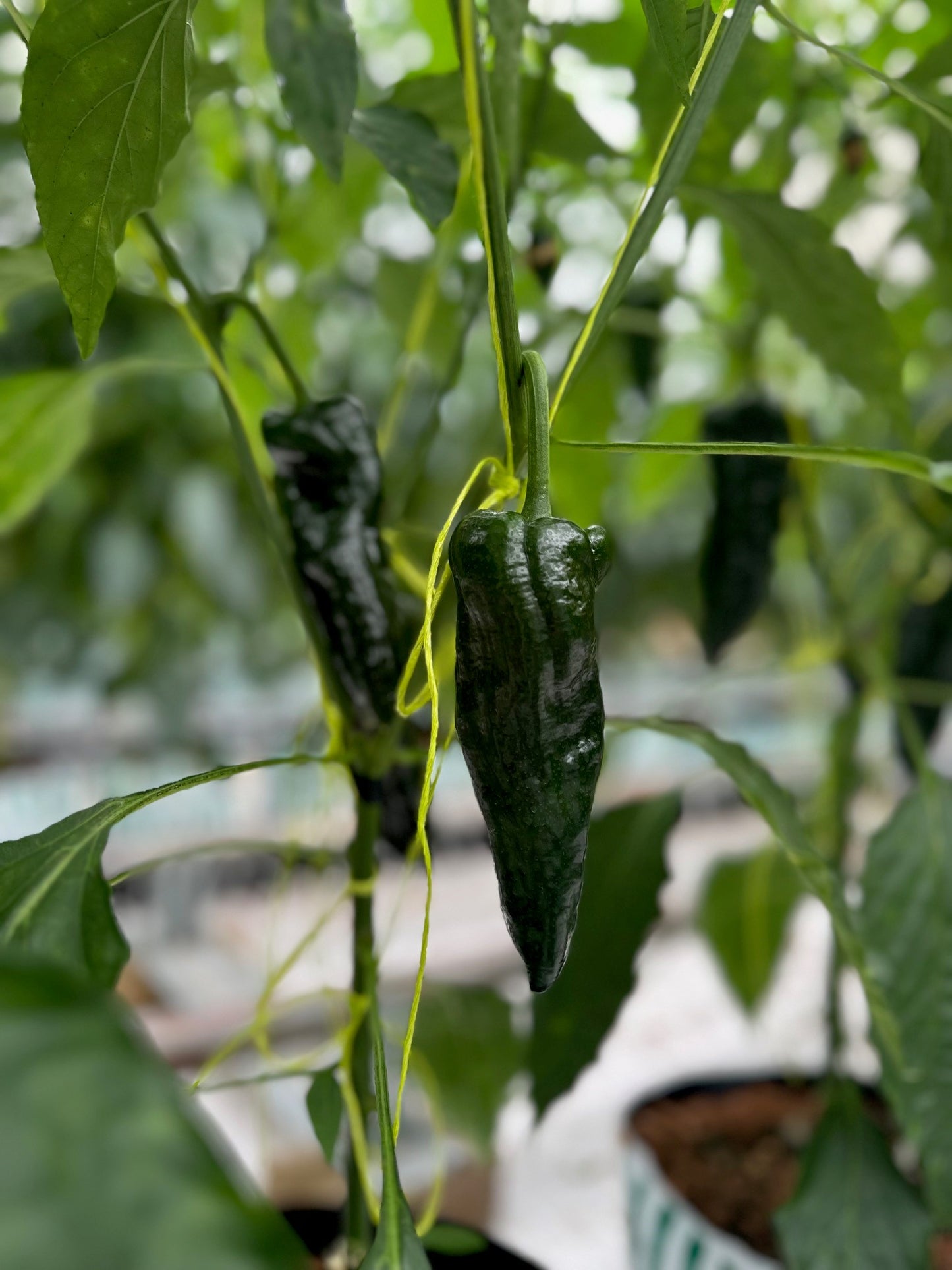 Fresh Poblanos Chillies