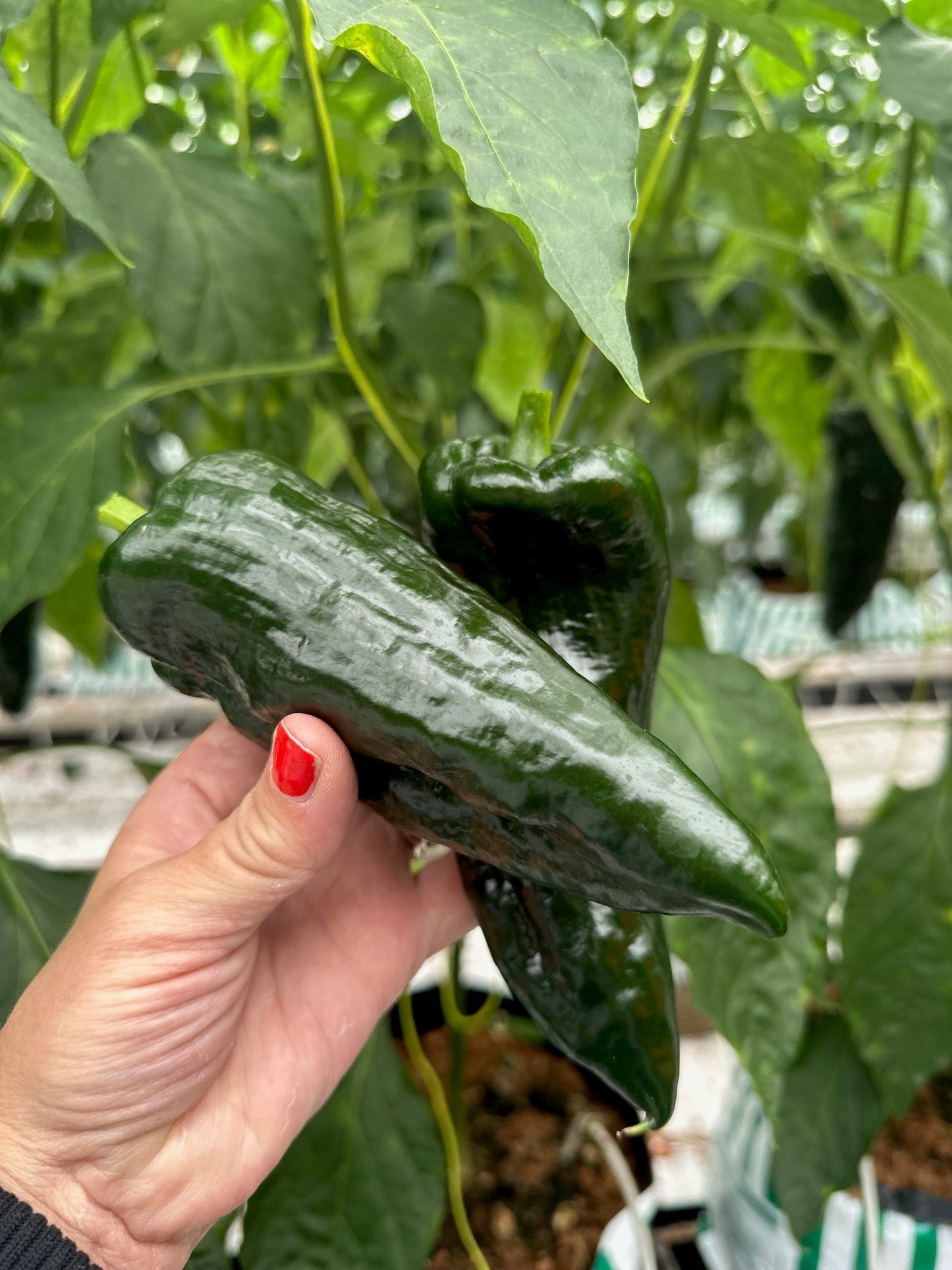 Fresh Poblanos Chillies