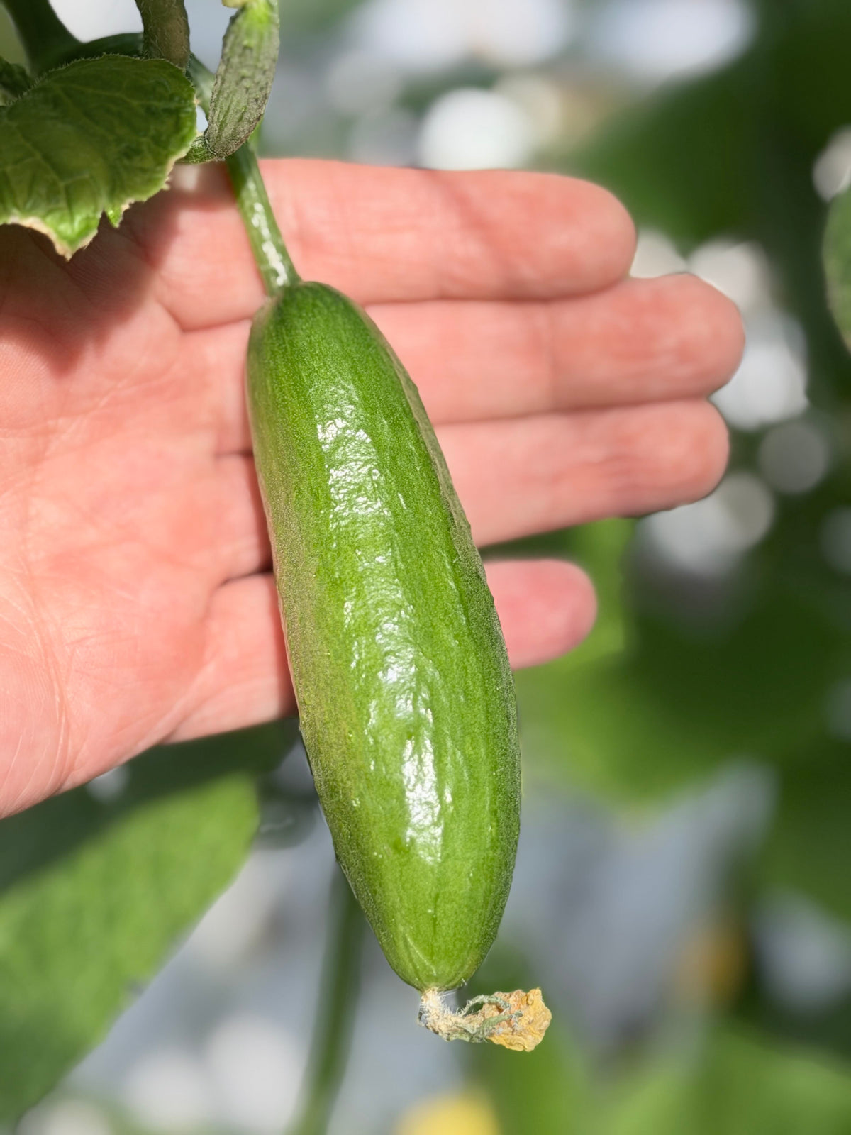 Fresh Snacking Cucumbers 10 Pack