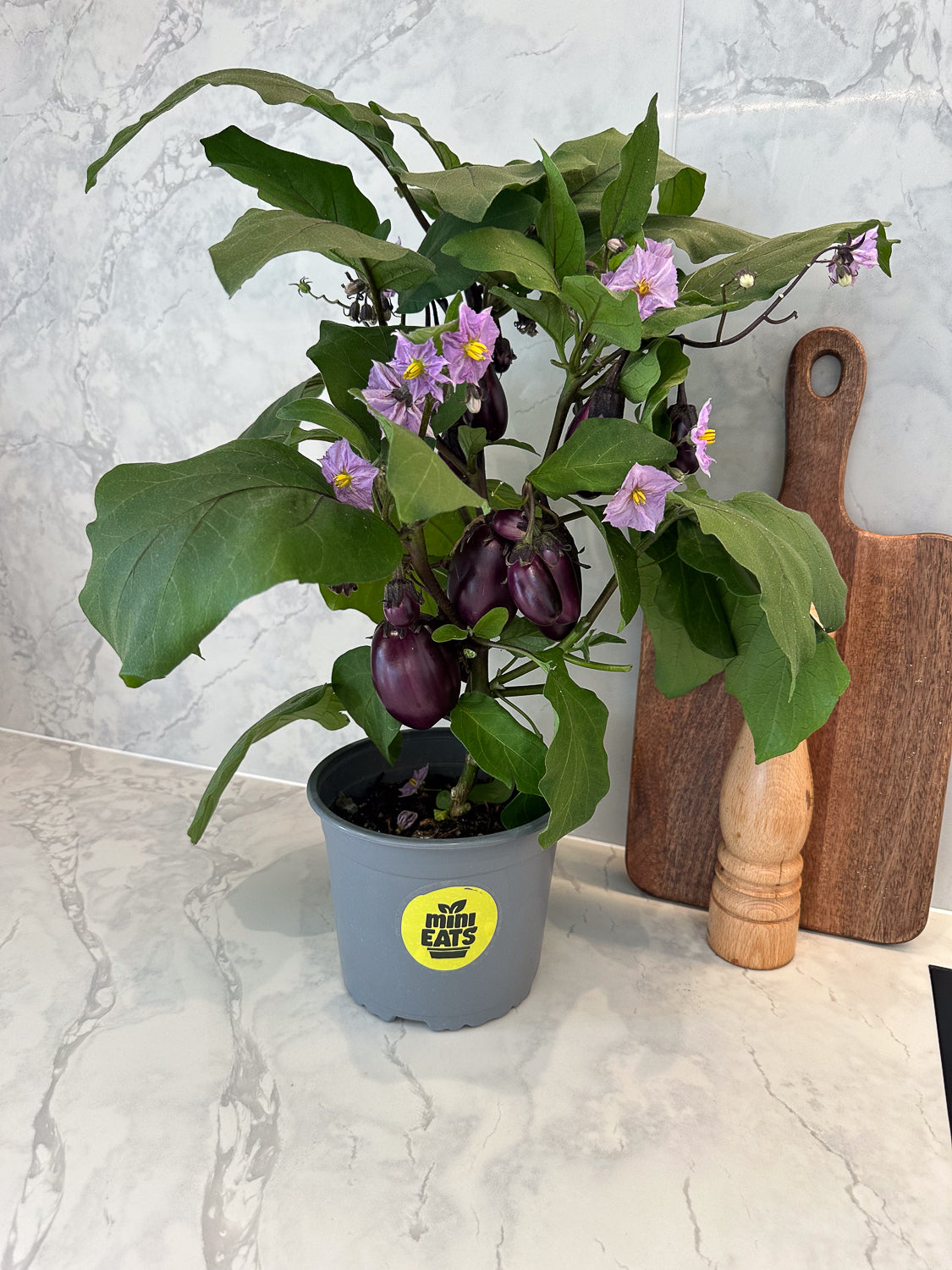 Mini Eats Eggplant Plant on Marble Bench