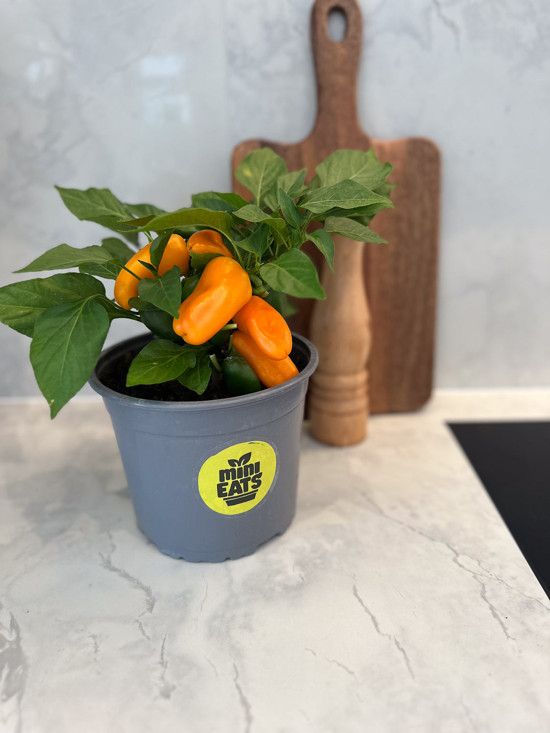 Mini Eats Mini Capsicum Plant on Kitchen Bench 