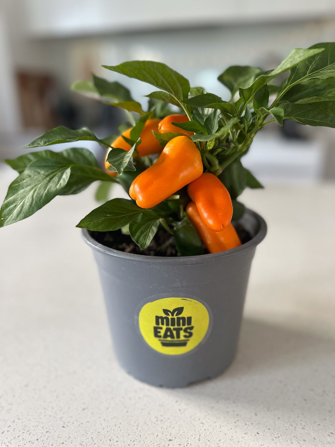 Mini Eats Baby Orange Capsicum Kitchen Bench Plant