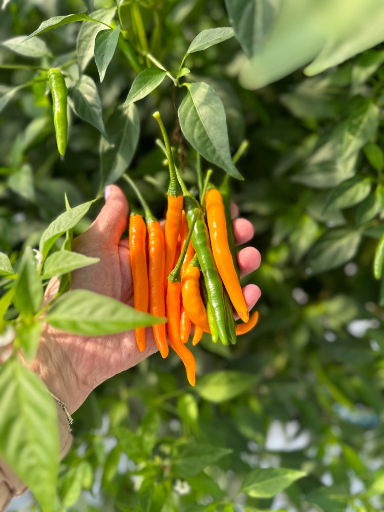 Wicked Hots Birds Eye Yellow Green Greenhouse in hand