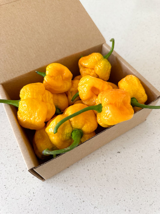 Wicked Hots Wicked-Hots Chillies Yellow Reapers in Box