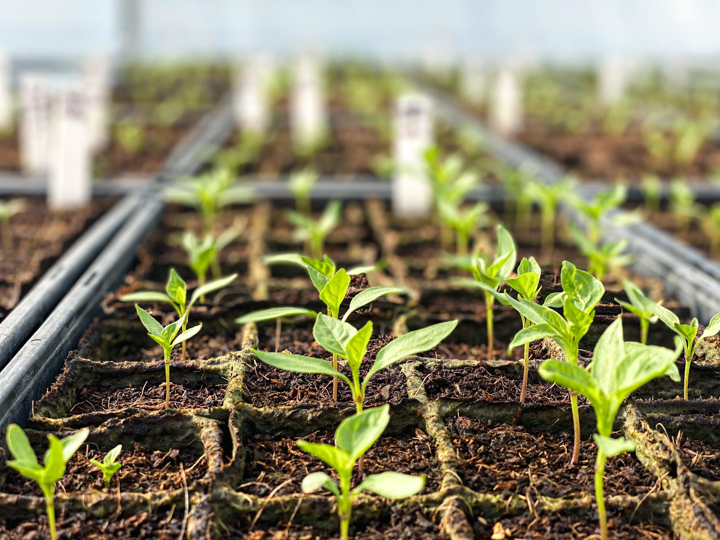 Wicked Hots Chilli Seedlings