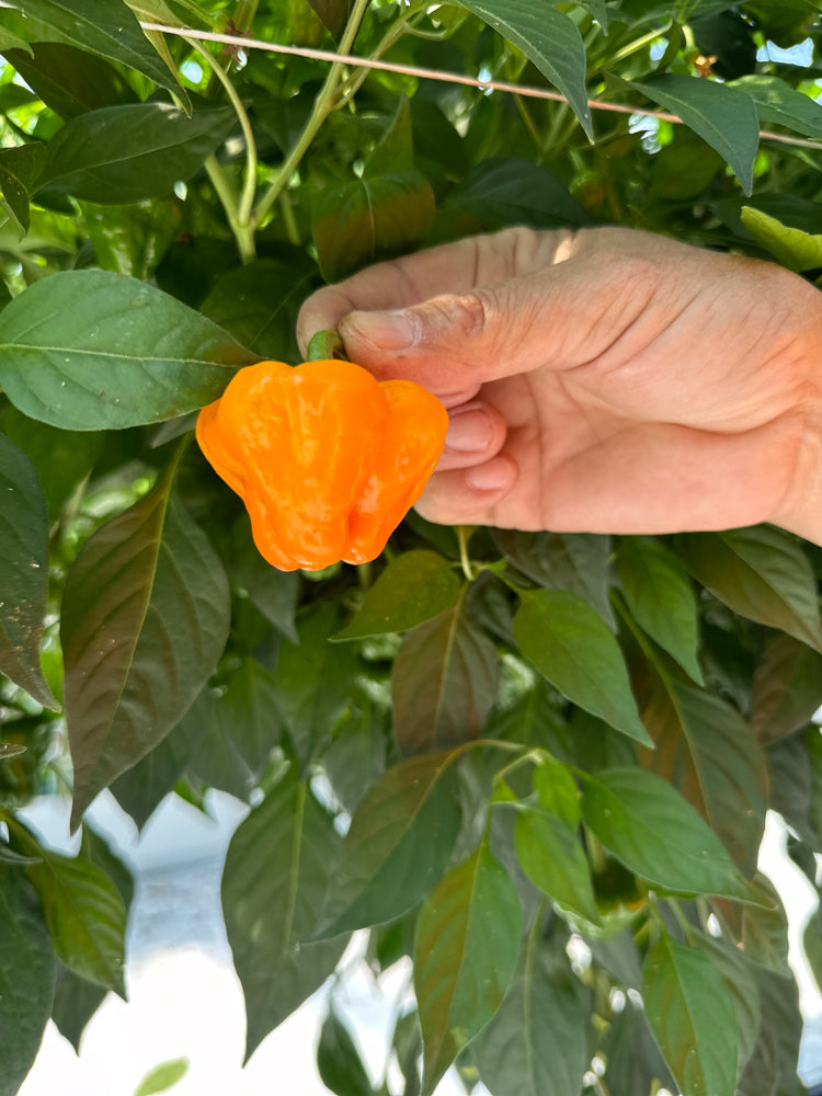 Wicked Hots Fresh Chillies Bishops Crown Yellow Greenhouse in hand