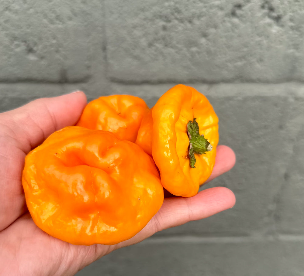 Wicked Hots Fresh Chillies Bishops Crown Yellow in hand