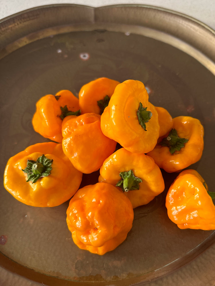 Wicked Hots Fresh Chillies Bishops Crown Yellow On plate