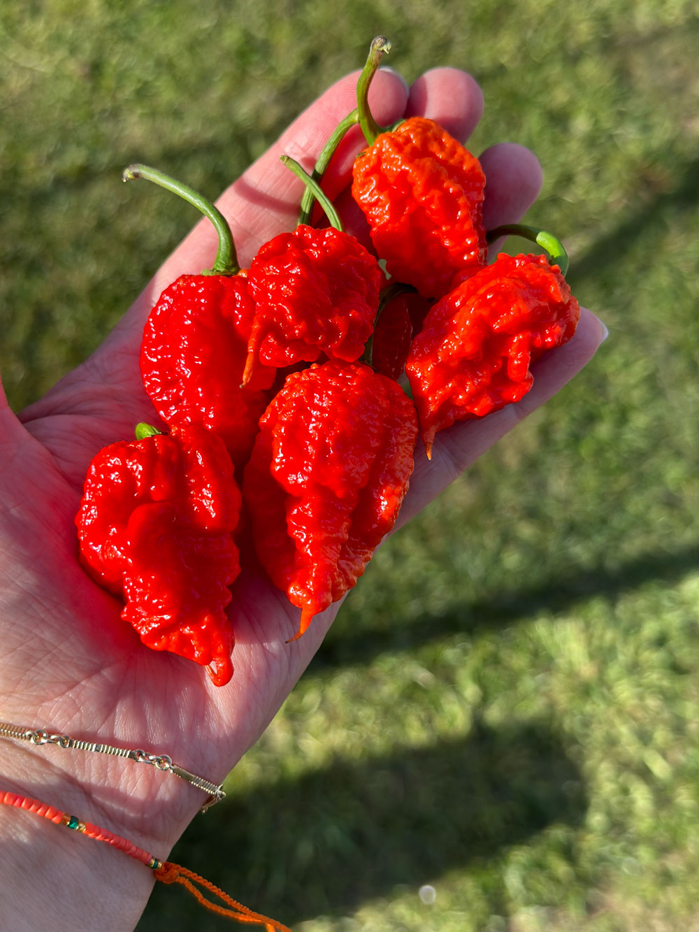 Wicked Hots Fresh Chillies Carolina Reaper Red In hand