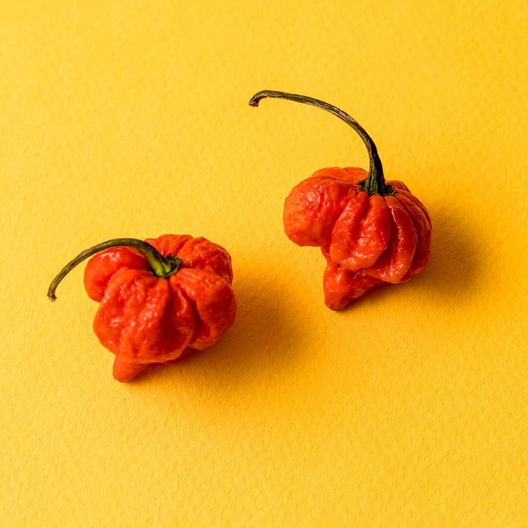 Wicked Hots Fresh Chillies Cayenne Red On yellow