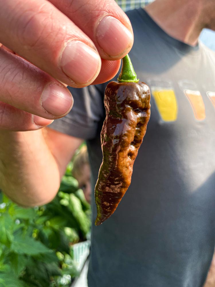 Wicked Hots Fresh Chillies Ghost Pepper Chocolate Held by stem