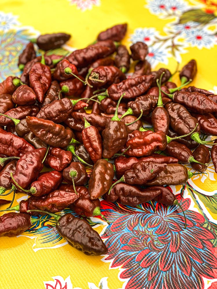 Wicked Hots Fresh Chillies Ghost Pepper Chocolate On table