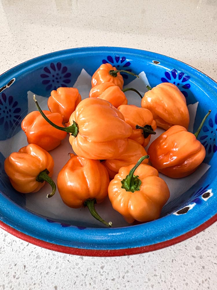 Wicked Hots Fresh Chillies Habanero Orange Bowl