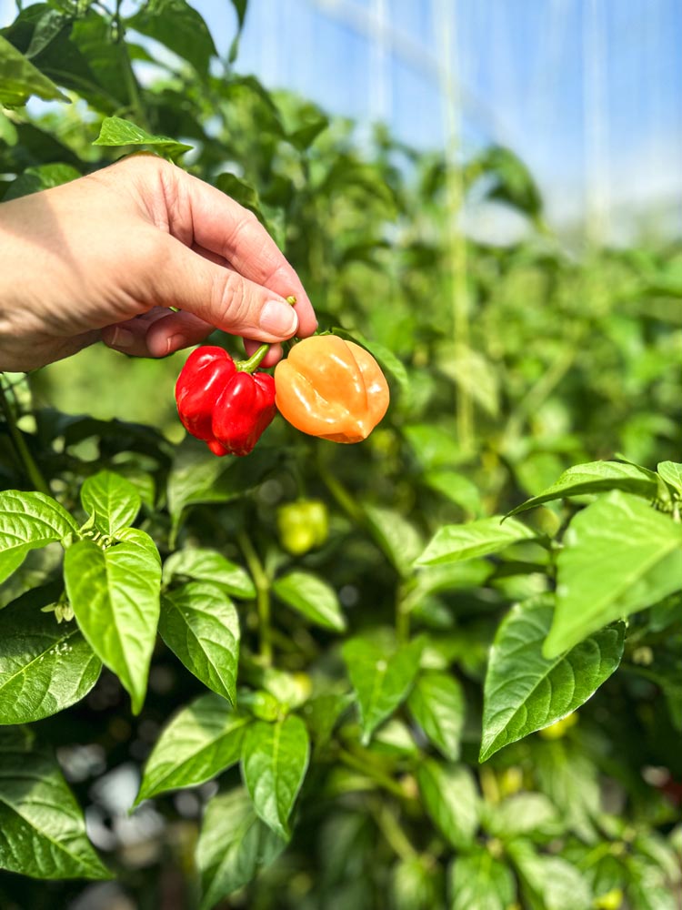 Wicked Hots Fresh Chillies Habanero Red and Orange Picked