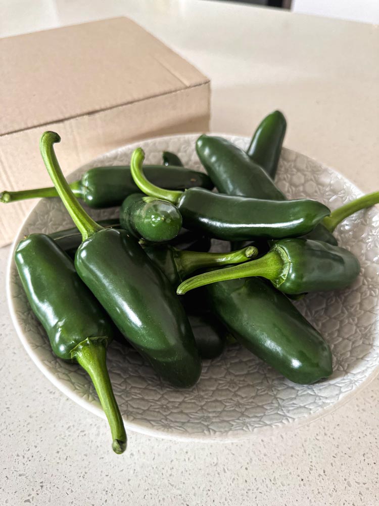 Wicked Hots Fresh Chillies Jalapeno Bowl