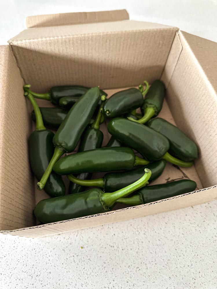 Wicked Hots Fresh Chillies Jalapeno Box