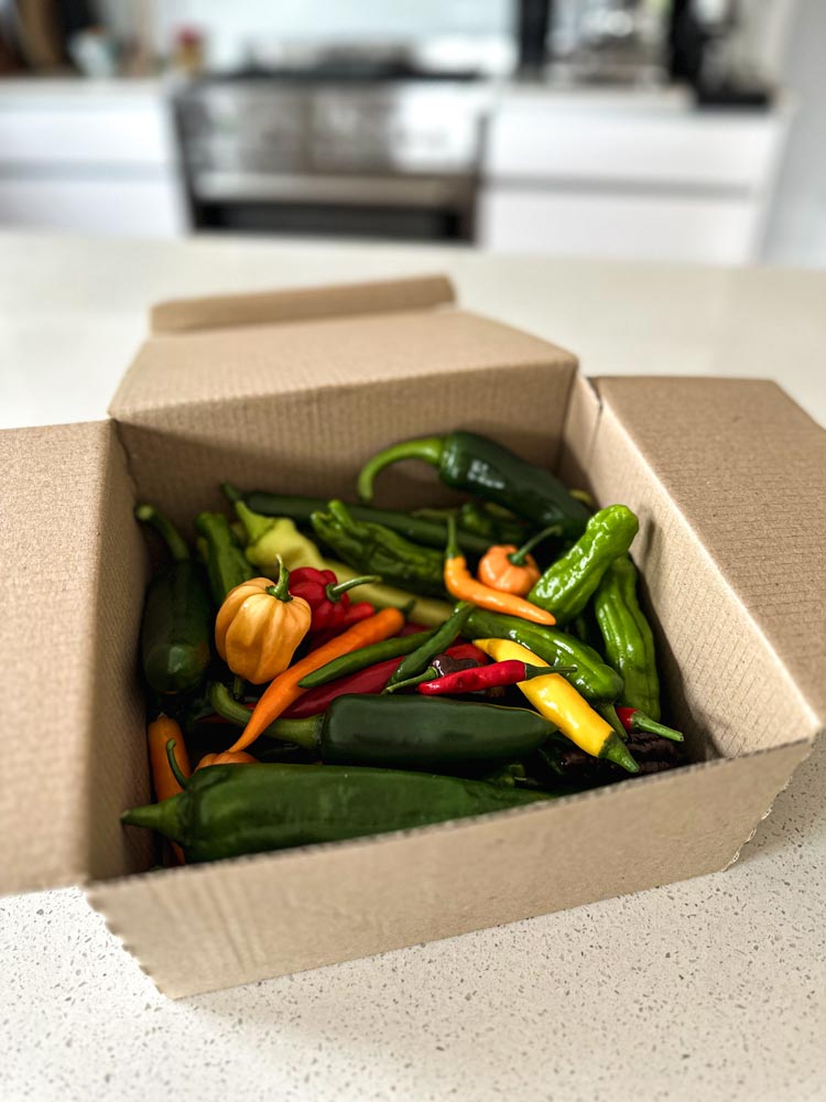 Wicked Hots Fresh Chillies Super Hot Box