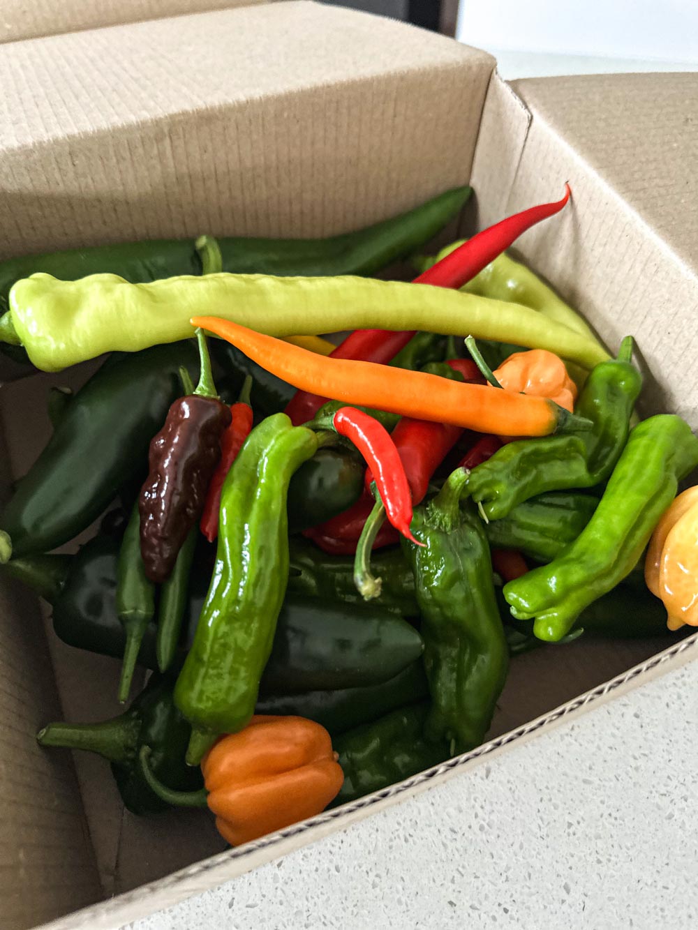 Wicked Hots Fresh Chillies Super Hot Box2