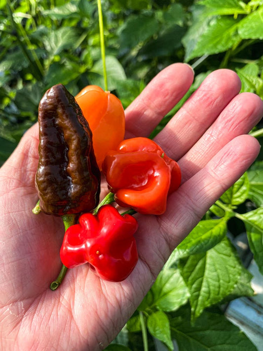 Wicked Hots Fresh Chillies Super Hot In hand