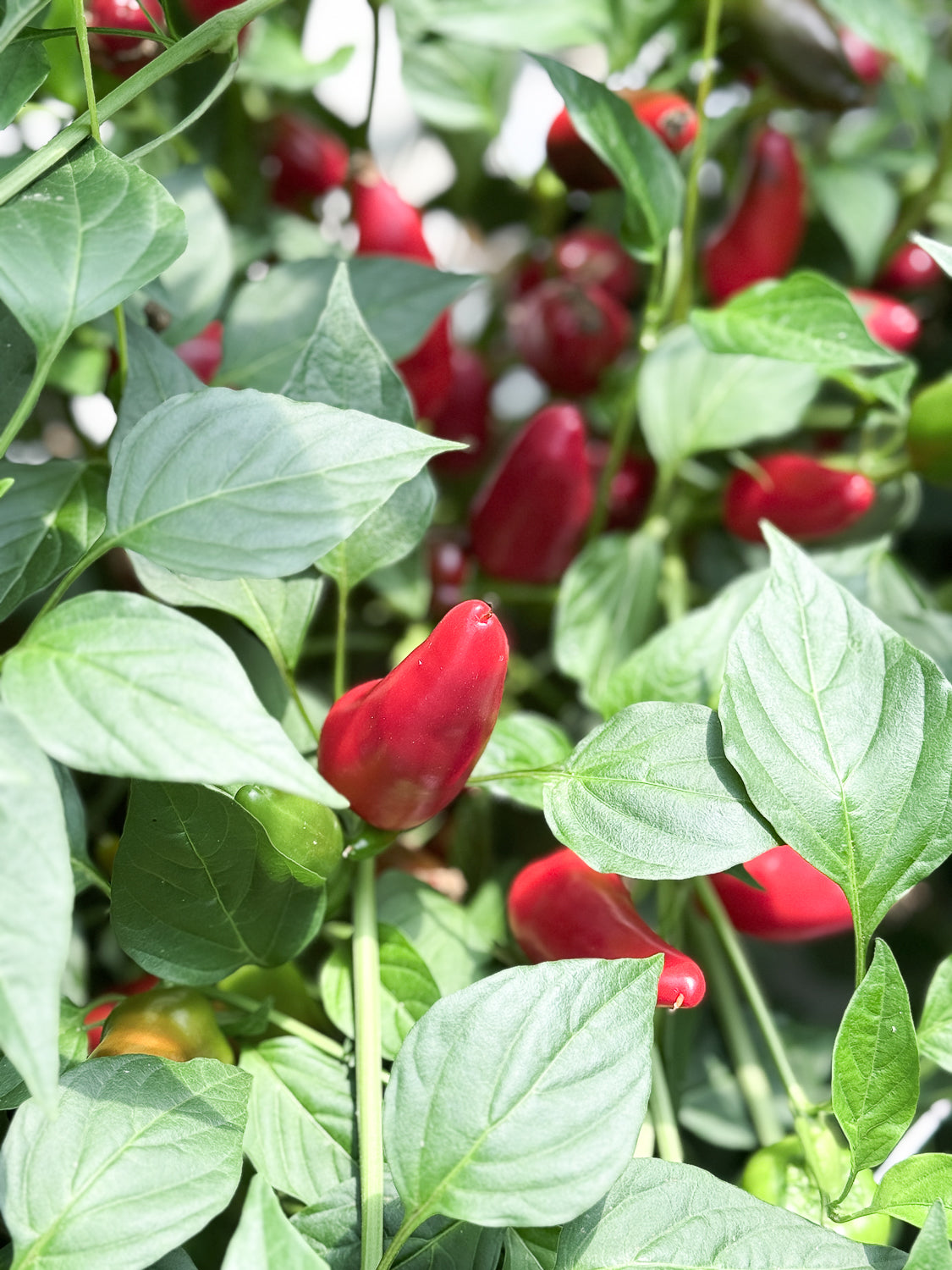 Fresno Red Chillies growing on bush NZ