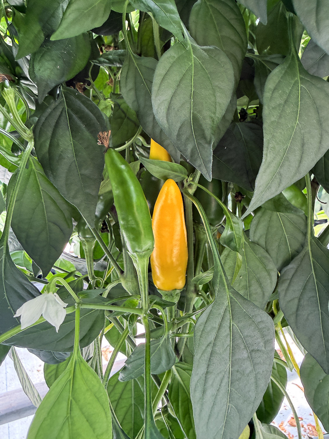 Fresno Yellow Chillies growing on plant in NZ