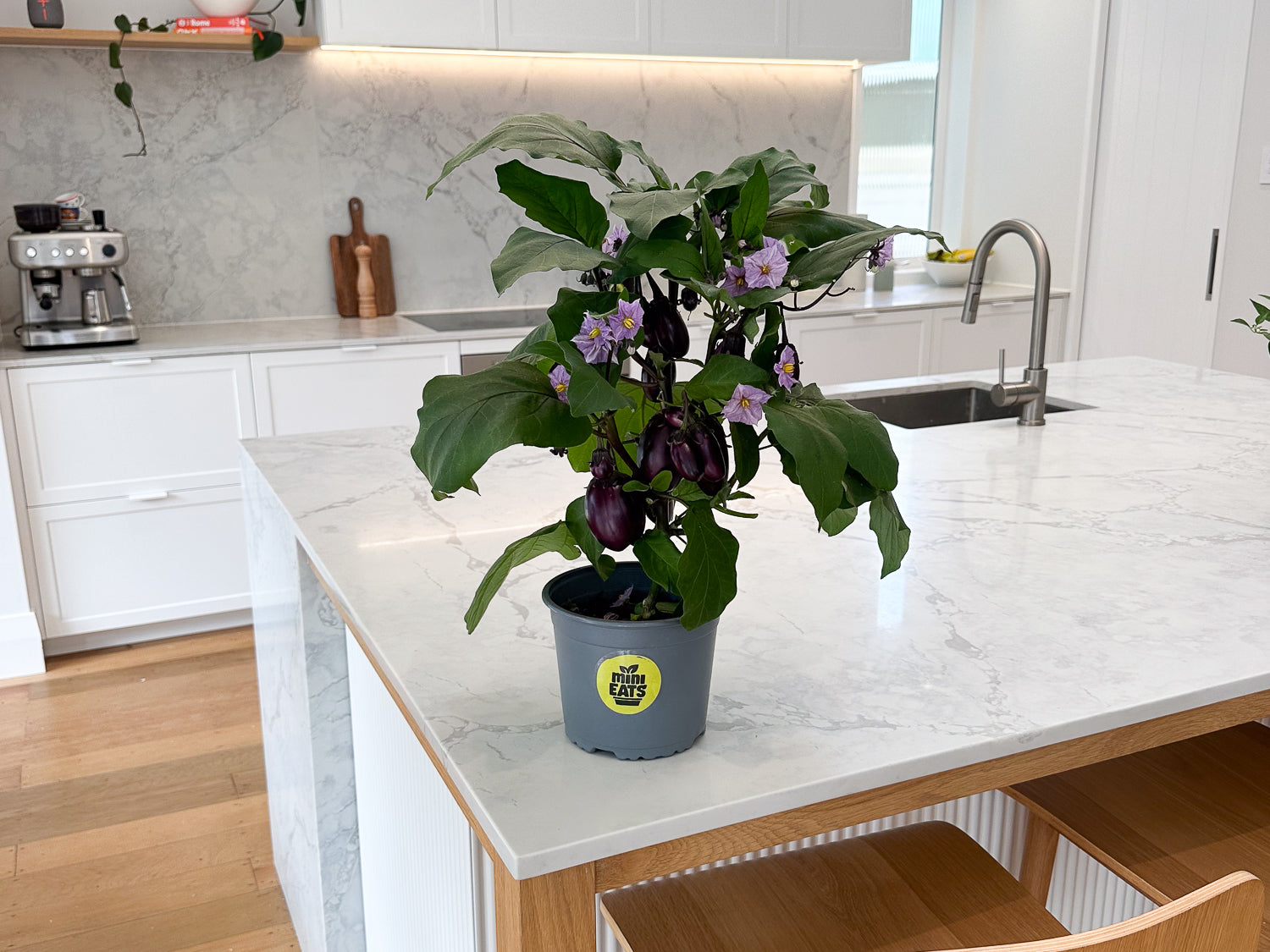 Mini Eats Baby Eggplant sitting on Kitchen Bench