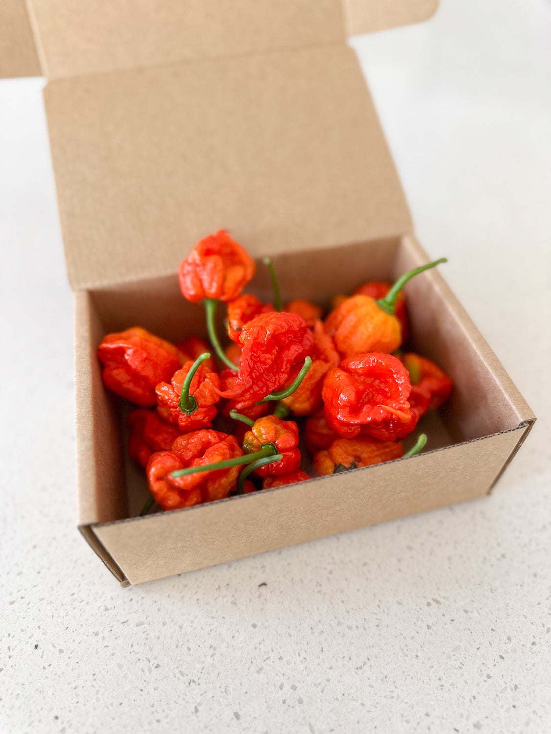 Wicked Hots Wicked-Hots Chillies Red Scorpions in Box