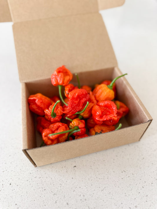 Wicked Hots Wicked-Hots Chillies Red Scorpions in Box
