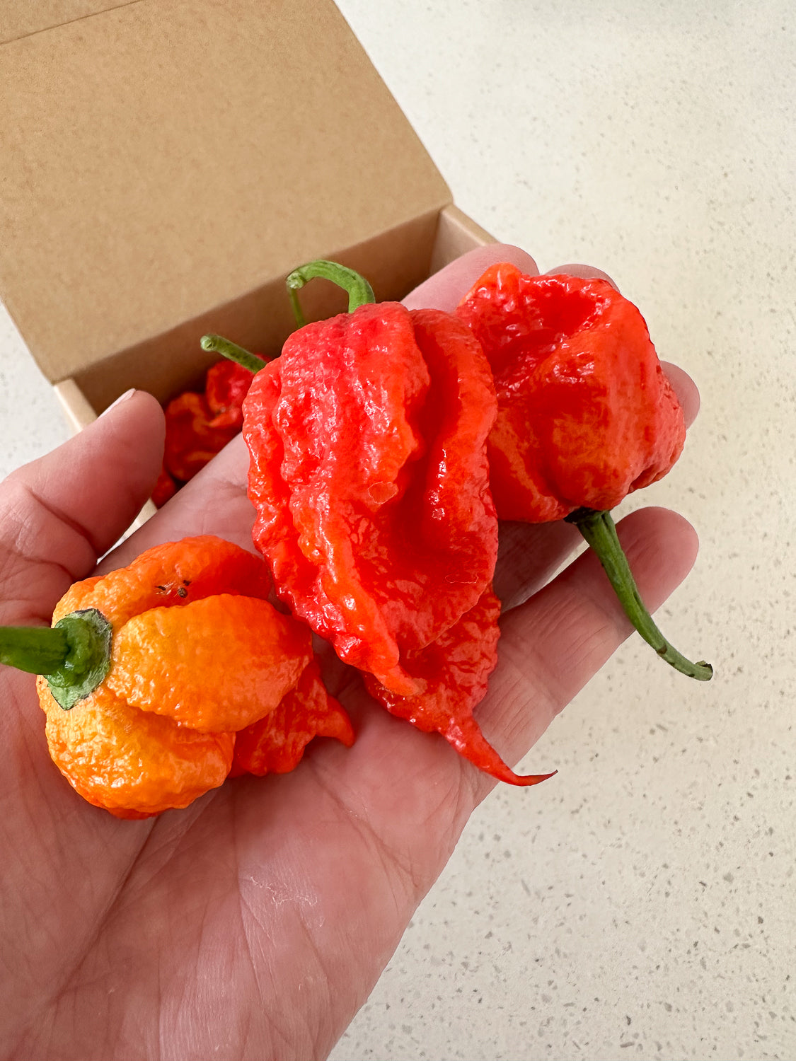 Wicked Hots Wicked-Hots Chillies Red Scorpions in Hand