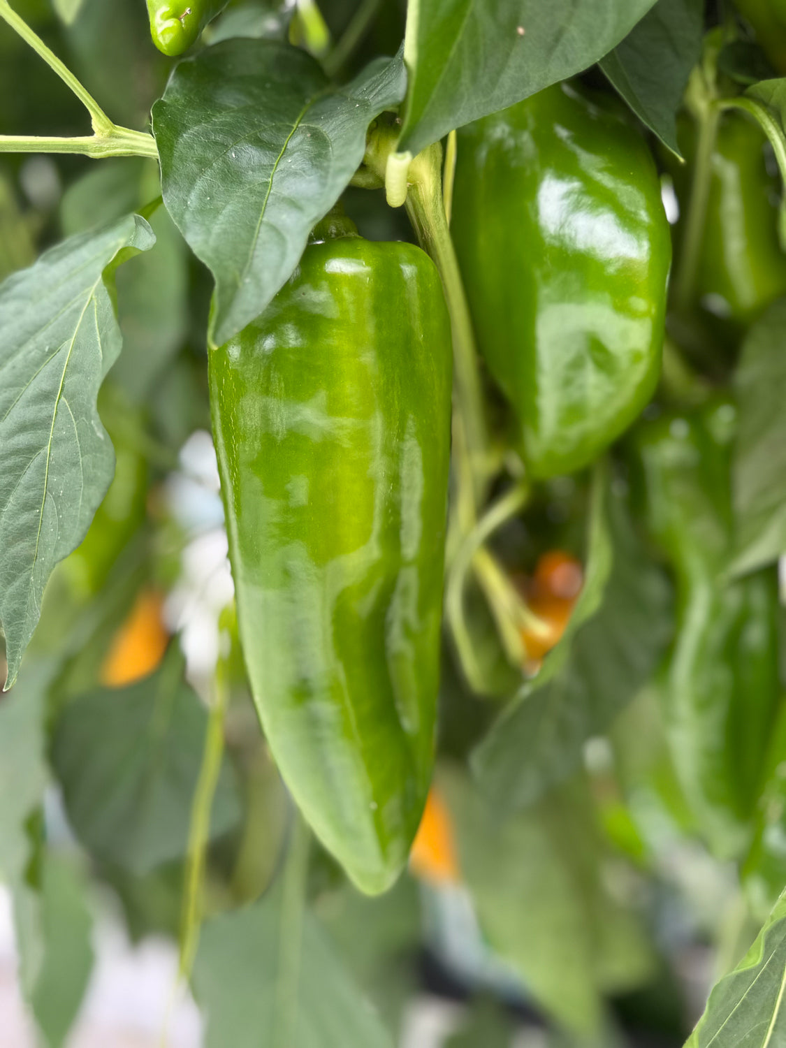 Fresh Sweet Long Capsicum -  Box of 6