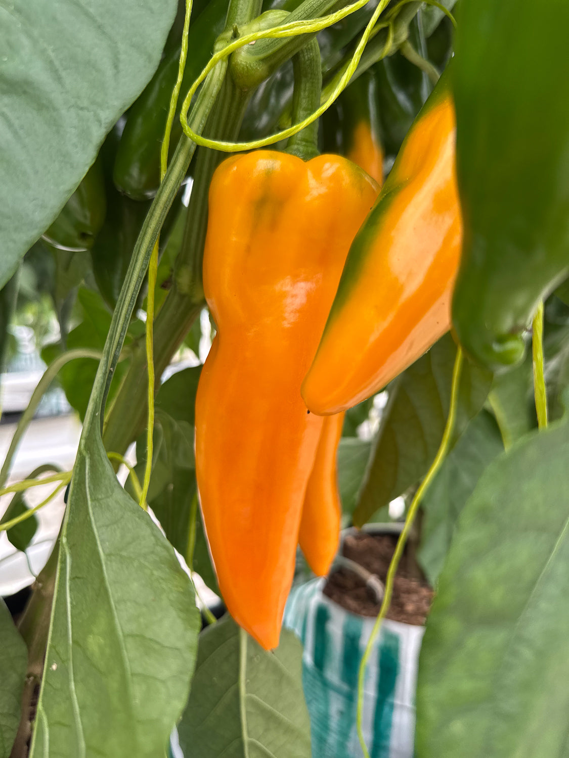 Fresh Sweet Long Capsicum -  Box of 6